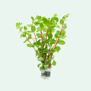 Rotala Blood Red