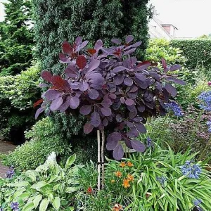 Royal Purple Smoke Tree Standard