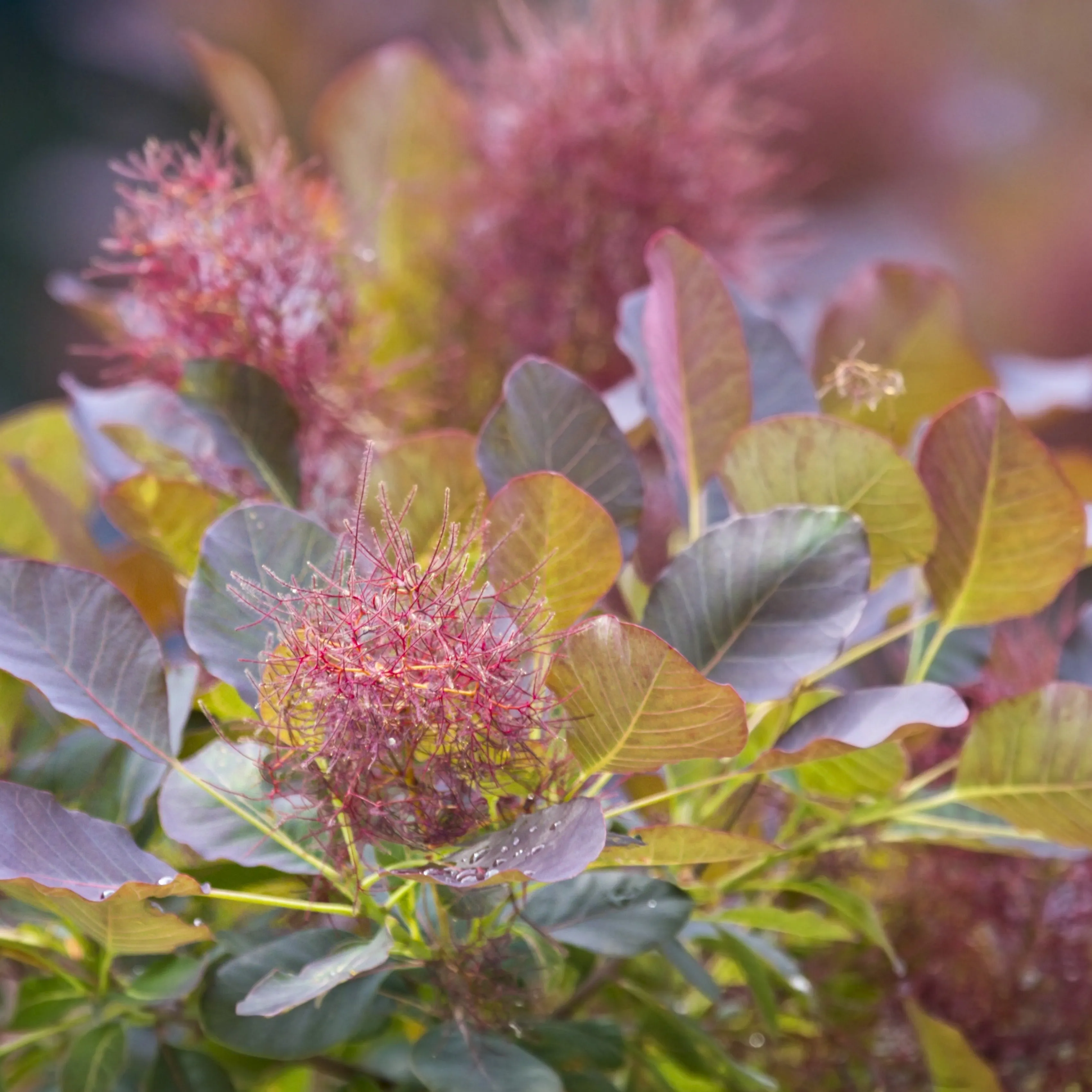 Royal Purple Smoketree