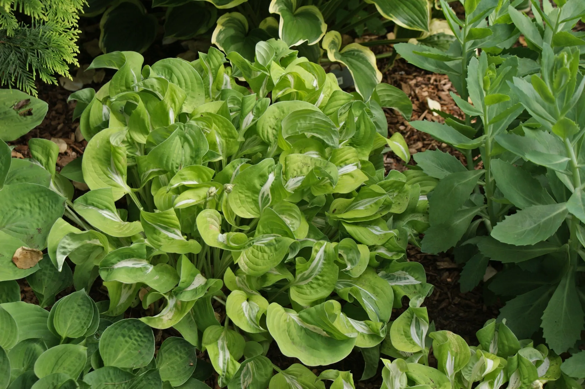 Royal Tiara Hosta