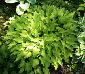 Royalty Hosta