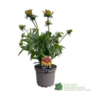 Rudbeckia Summerina 'Blazing Fire' Plant 3Ltr Pot