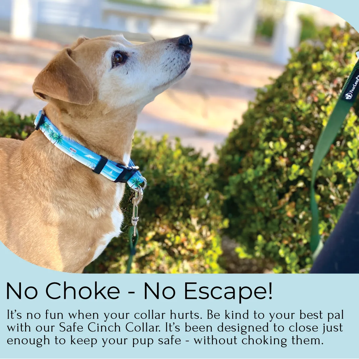 Safe Cinch Collar - Beach