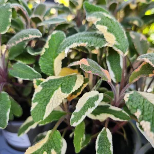 Sage Tricolor