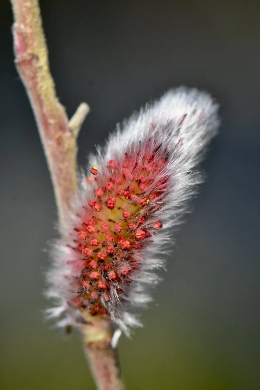 Salix gracilistyla 'Mt. Aso' (Japanese Pink Pussy Willow)