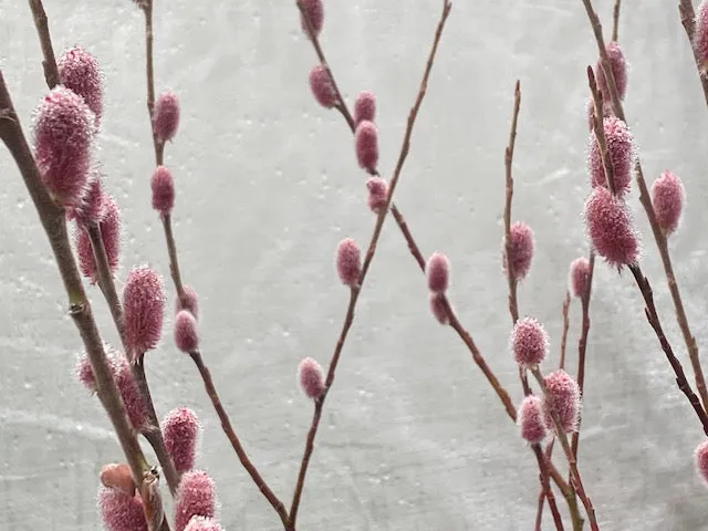 Salix gracilistyla 'Mt. Aso' (Japanese Pink Pussy Willow)