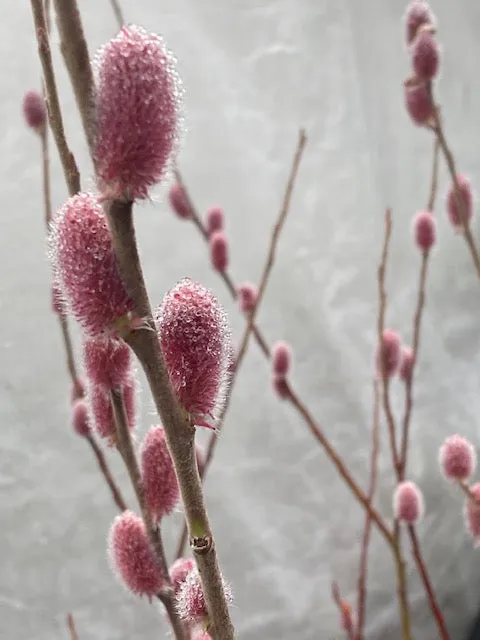 Salix gracilistyla 'Mt. Aso' (Japanese Pink Pussy Willow)