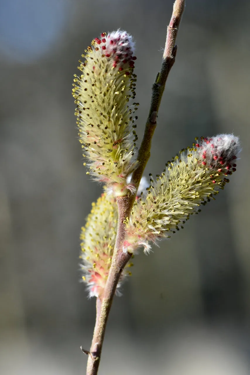 Salix gracilistyla 'Mt. Aso' (Japanese Pink Pussy Willow)