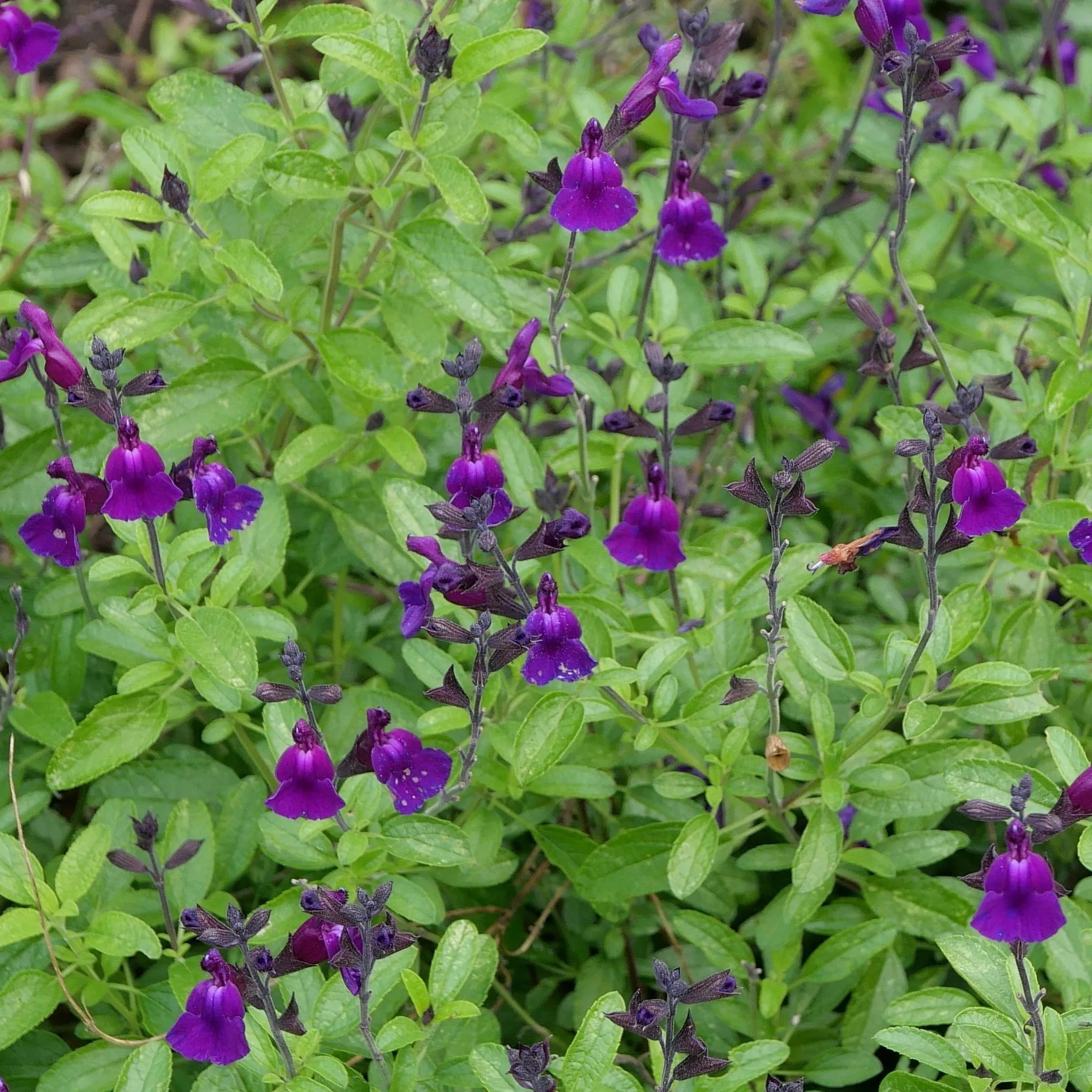 Salvia 'Amethyst Lips' 2L