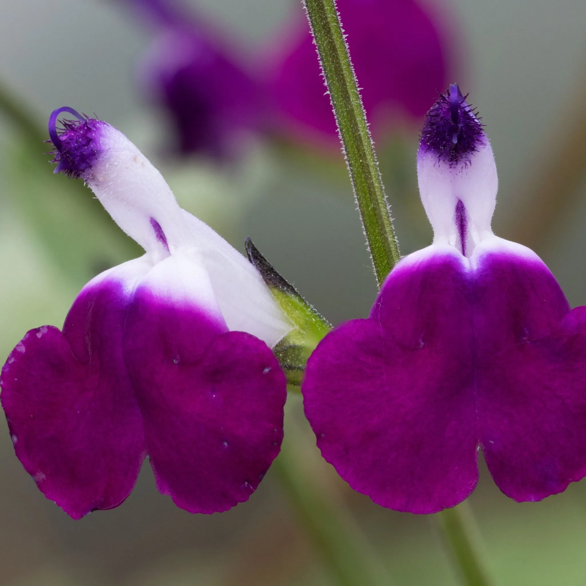 Salvia 'Amethyst Lips' 2L