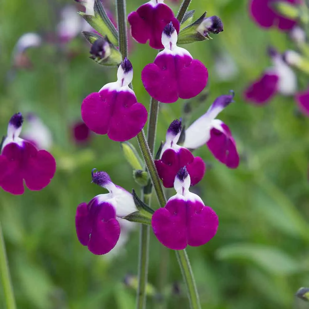 Salvia 'Amethyst Lips'