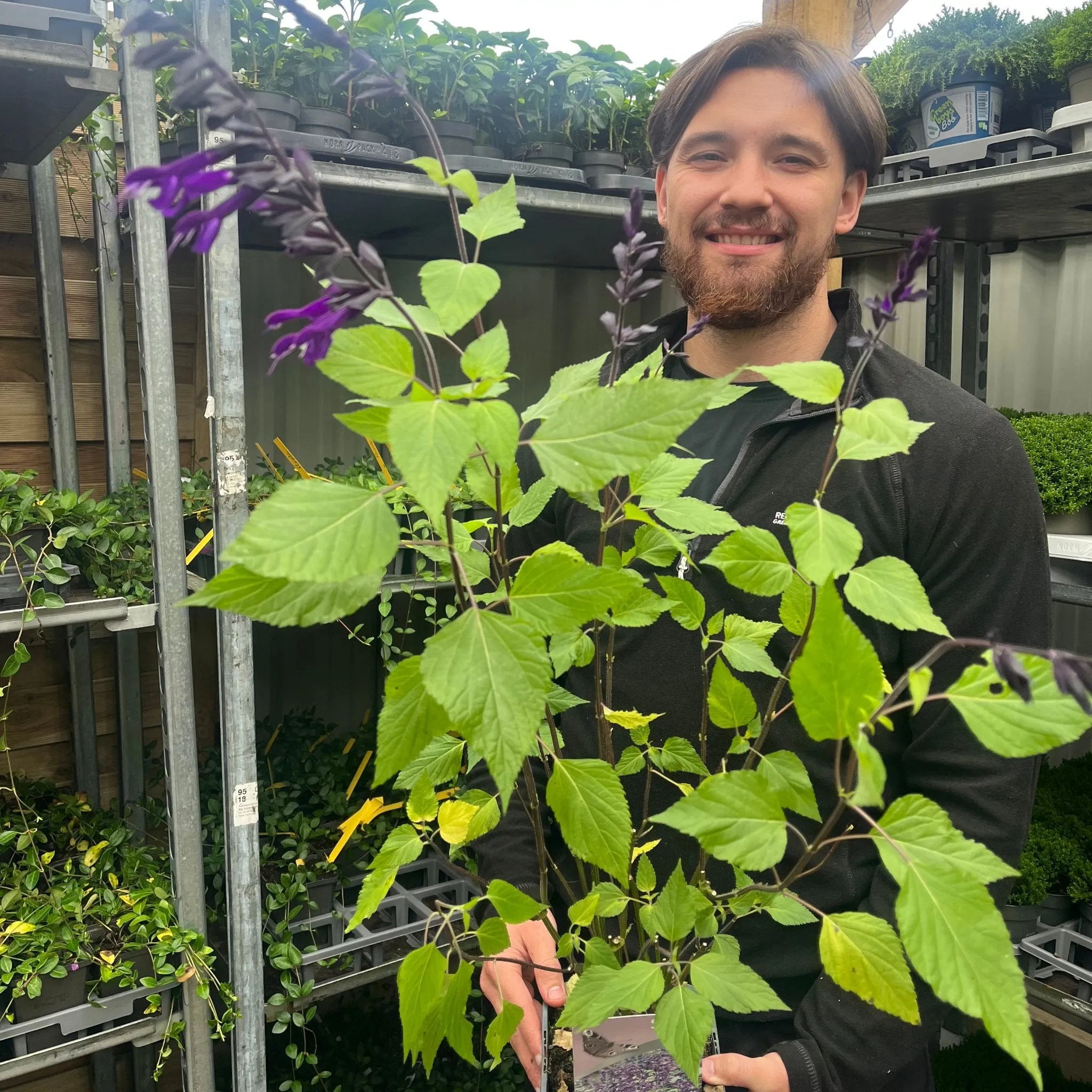 Salvia amistad 9cm / 2L