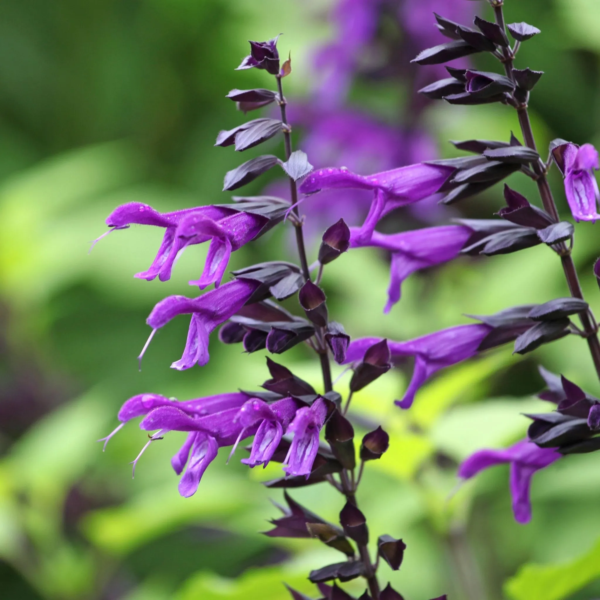 Salvia amistad 9cm / 2L