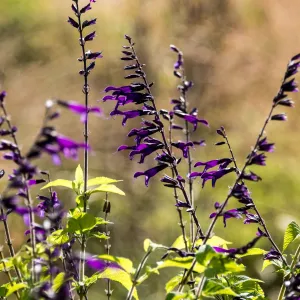 Salvia amistad 9cm / 2L