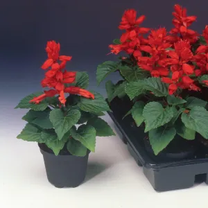 Salvia Flamex 2000 Flower Seeds