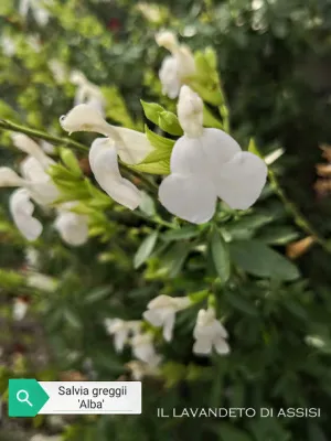 Salvia greggii "Alba"