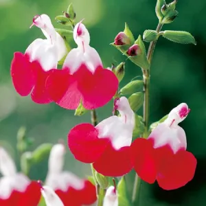 Salvia microphylla 'Hot Lips'