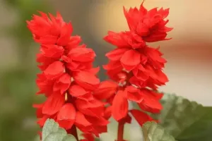 Salvia Scarlet king Flower Seeds