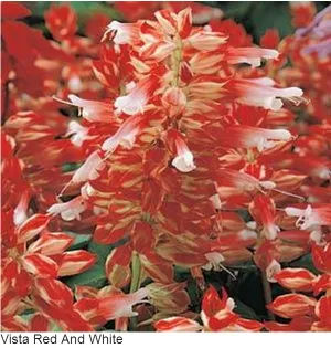 Salvia Vista Red & White Flower Seeds