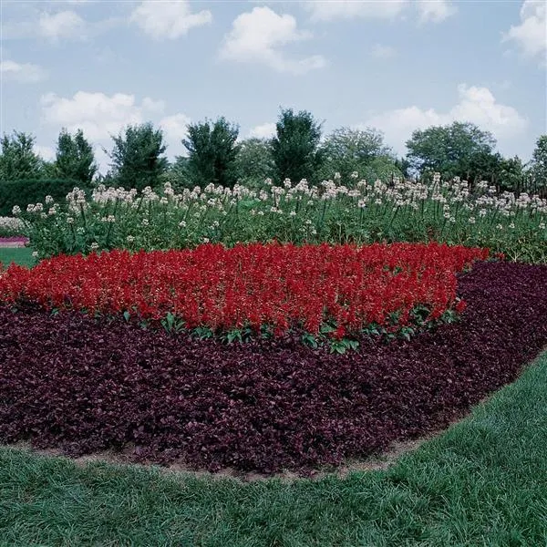 Salvia Vista Red Flower Seeds