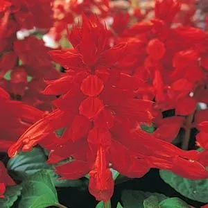 Salvia Vista Red Flower Seeds