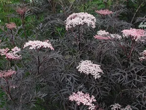 Sambucus nigra f. porphyrophylla 'Black Lace'