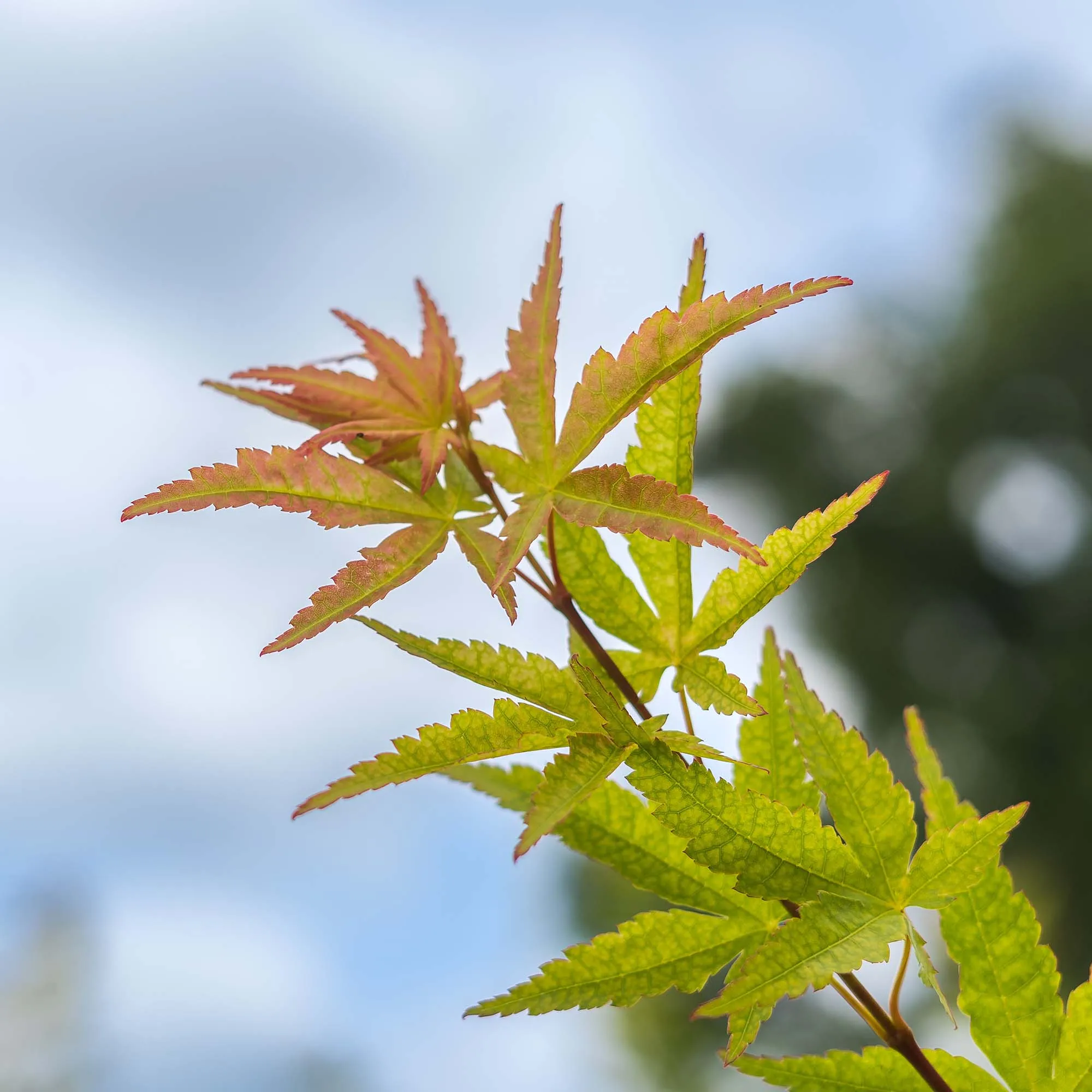 Sango Kaku Coral Bark Japanese Maple Tree