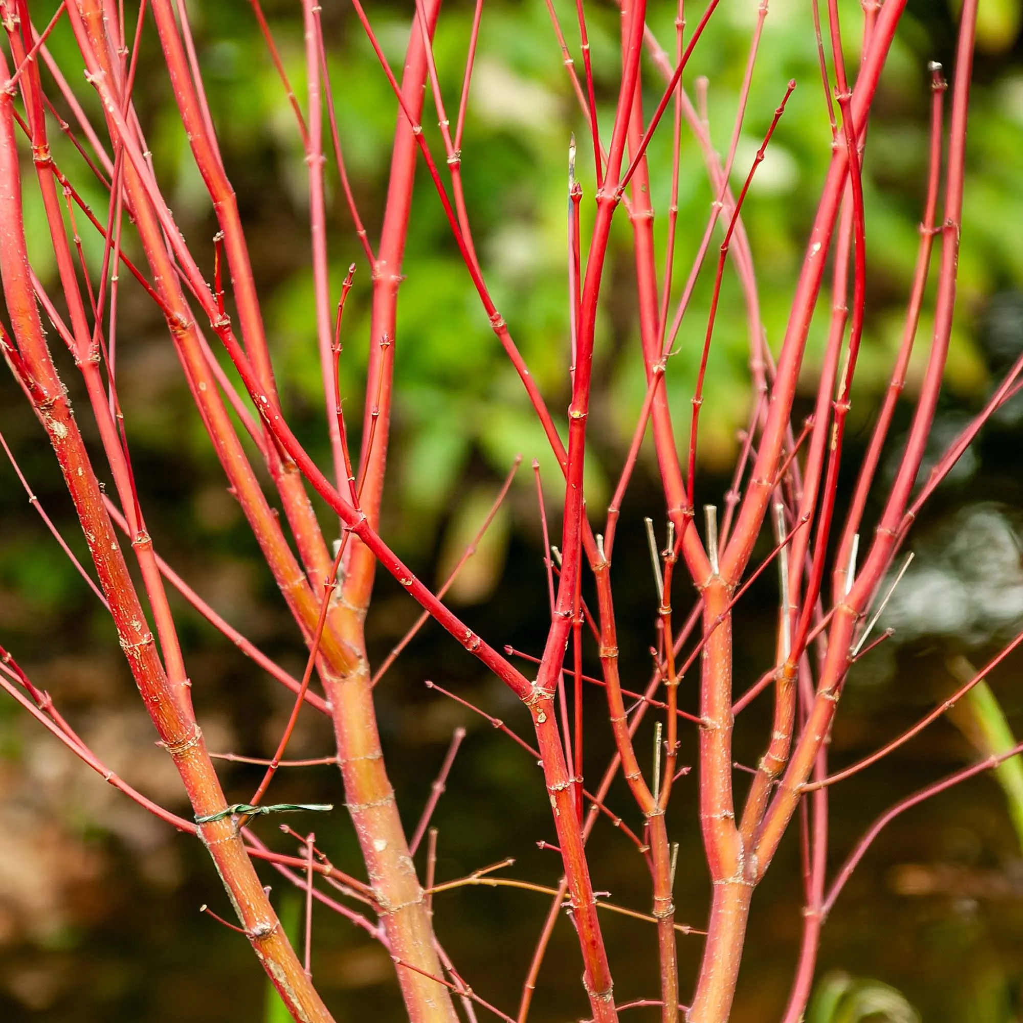 Sango Kaku Coral Bark Japanese Maple Tree