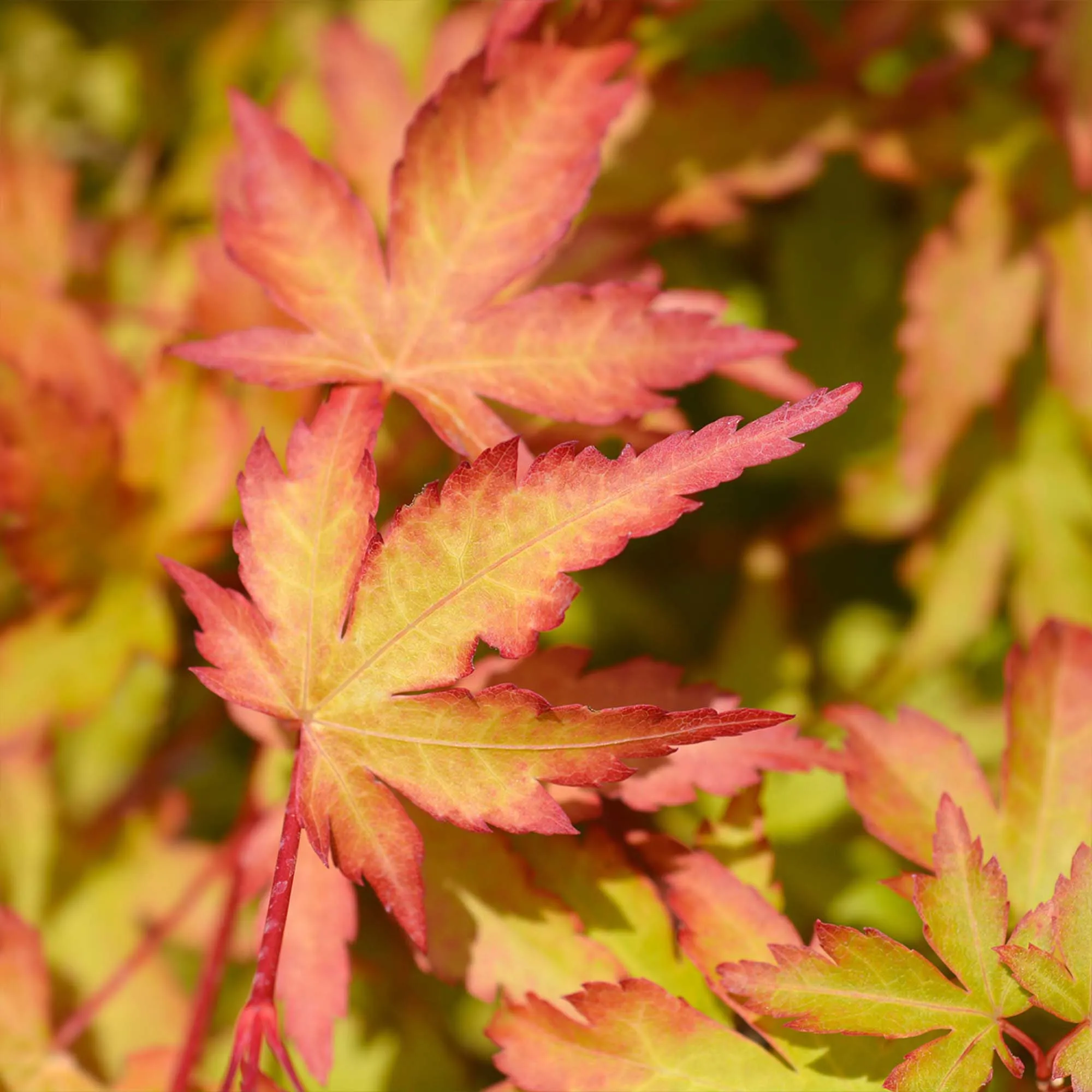 Sango Kaku Coral Bark Japanese Maple Tree