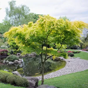 Sango Kaku Coral Bark Japanese Maple Tree