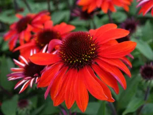 Sangrita Sombrero® Coneflower