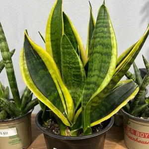 Sansevieria 'Futura Robusta'