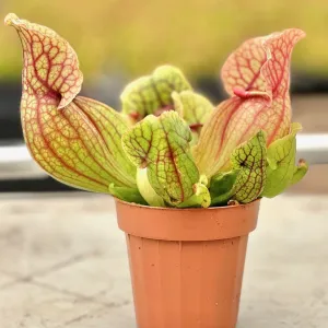 Sarracenia purpurea 'Purple Pitcher'