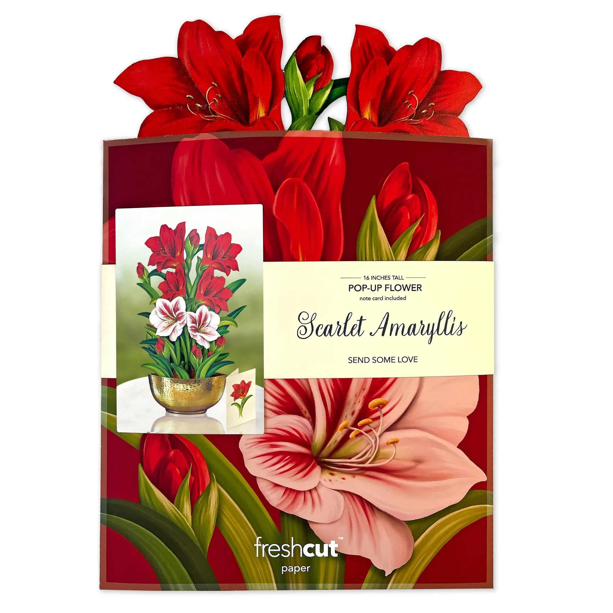 Scarlet Amaryllis Pop-Up Greeting Card