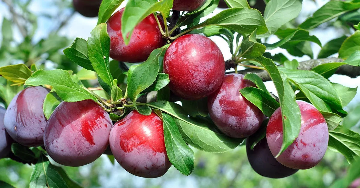 Scarlet Beauty Plum Tree