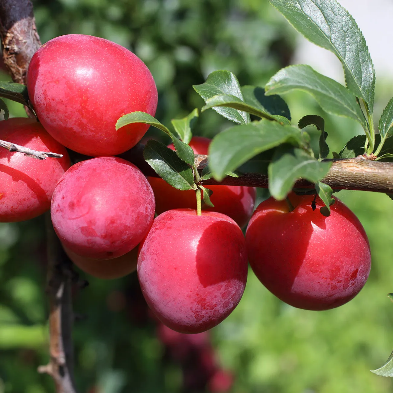 Scarlet Beauty Plum Tree