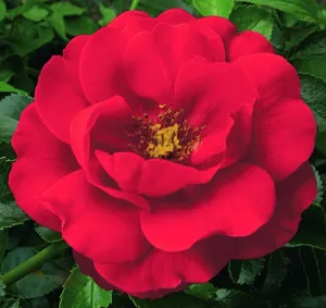 Scarlet Flower Carpet Rose