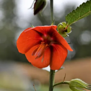 Scarlet Pentapetes Seeds (Pentapetes phoenicea)