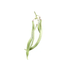 Scarlet Runner Pole Bean Seeds | Ritchie Feed & Seed Inc.