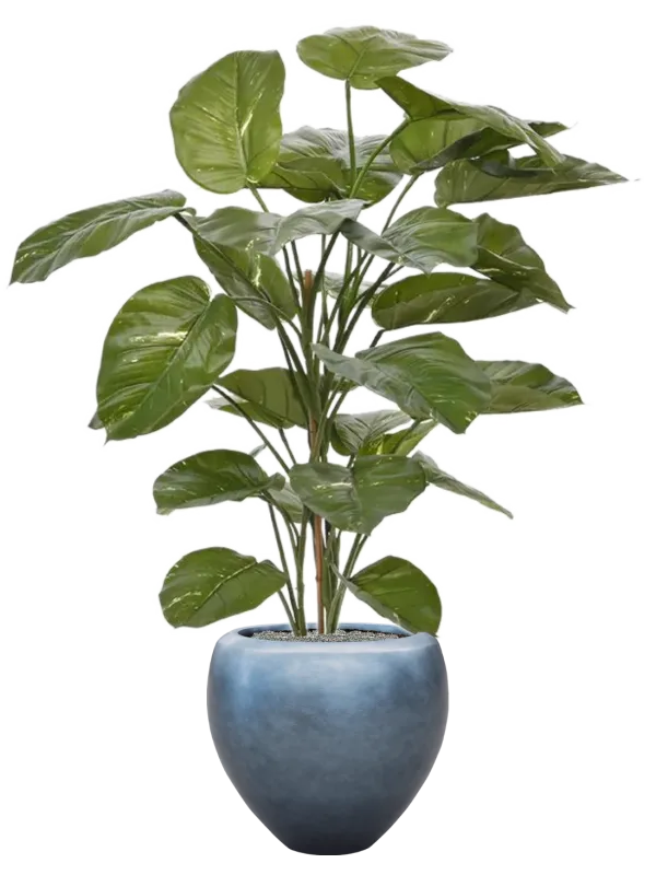 Scindapsus Aureum in Baq Metallic Silver leaf Office Plant With Pot 161cm Height 33cm Dia