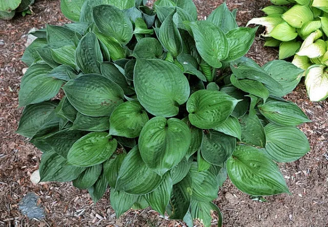 Second Wind Hosta