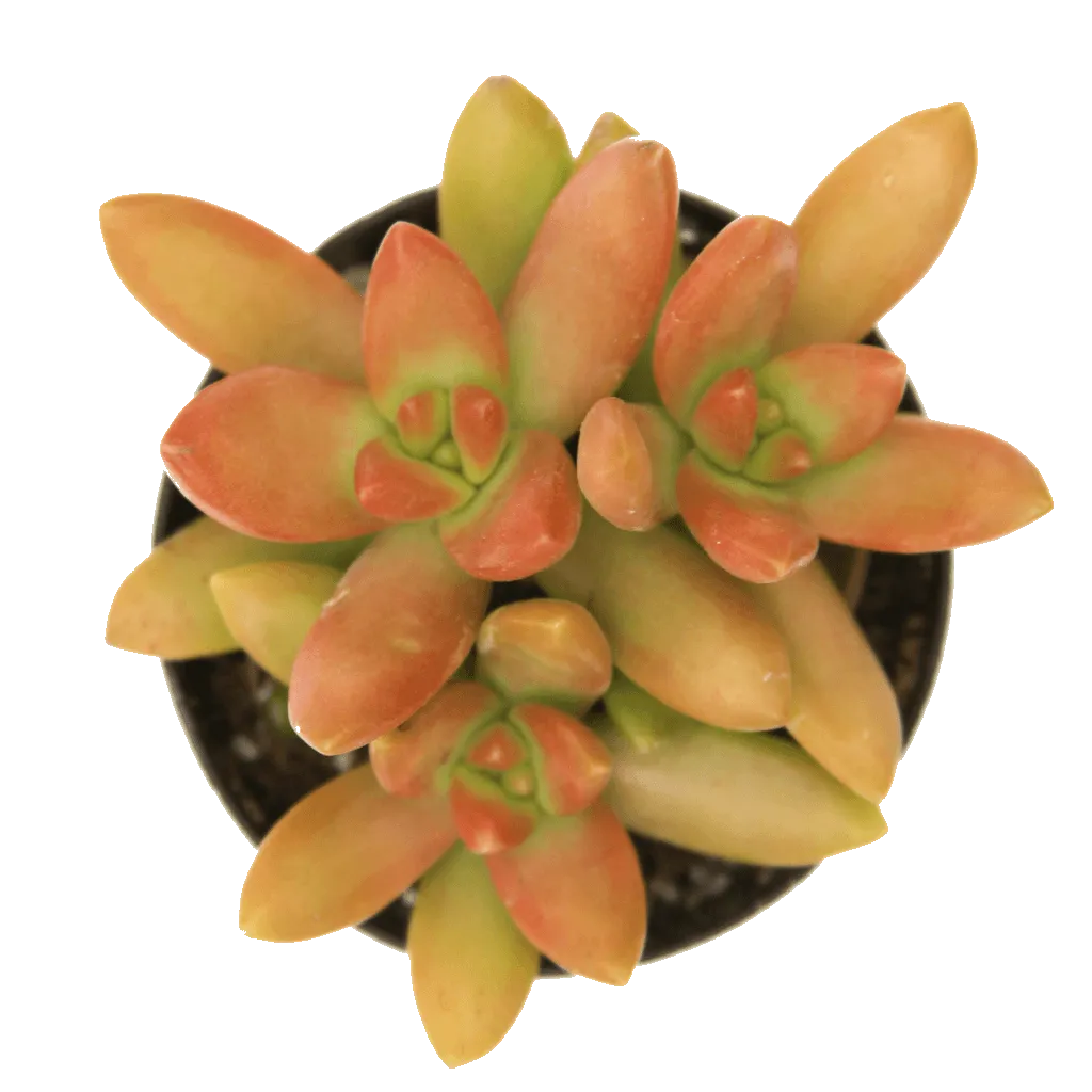 Sedum nussbaumeranum 'Orange Delight'