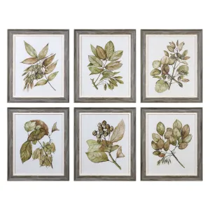 Seedlings Framed Prints S/6