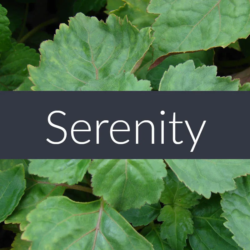 Serenity Essential Oil Blend