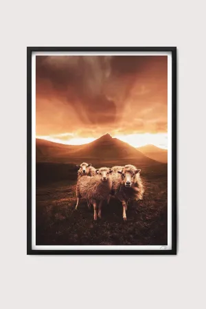 Sheep Gang Fine Art Print