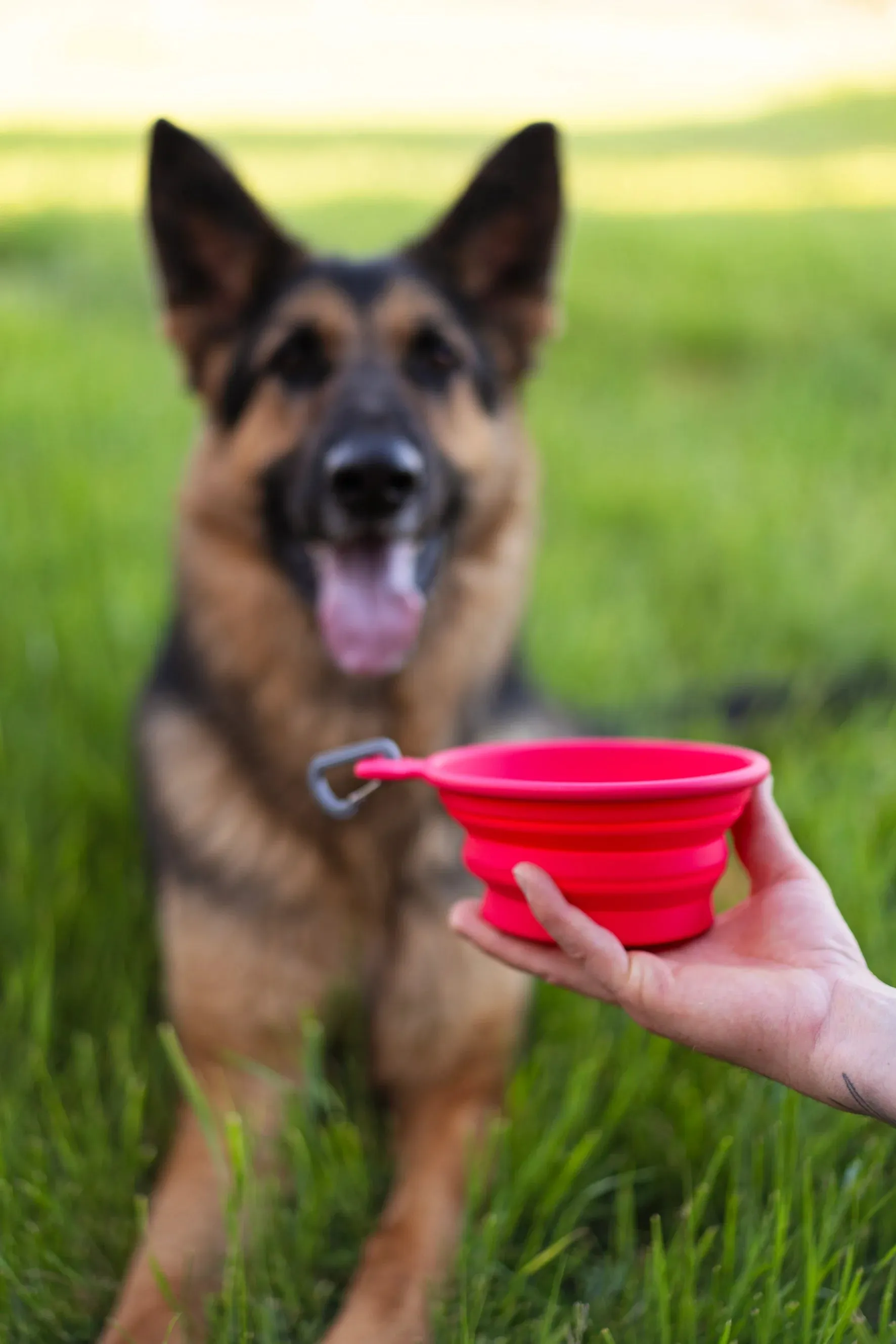 Silicone Collapsible Dog Bowl, Large , 3 Cup Travel Dog Bowl