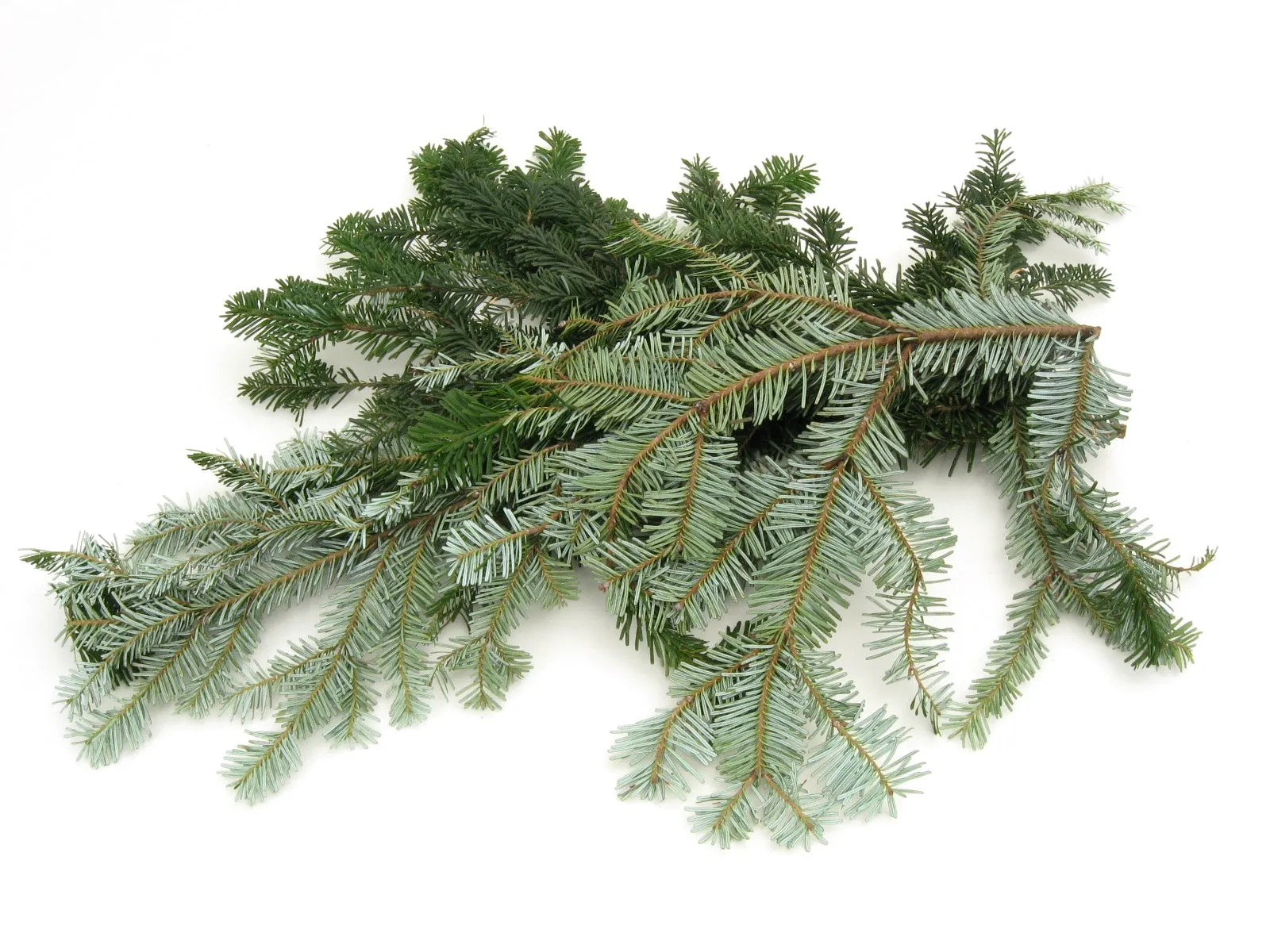 Silver Fir