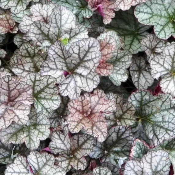 Silver Scrolls Coral Bells Heuchera