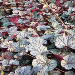 Silver Scrolls Coral Bells Heuchera