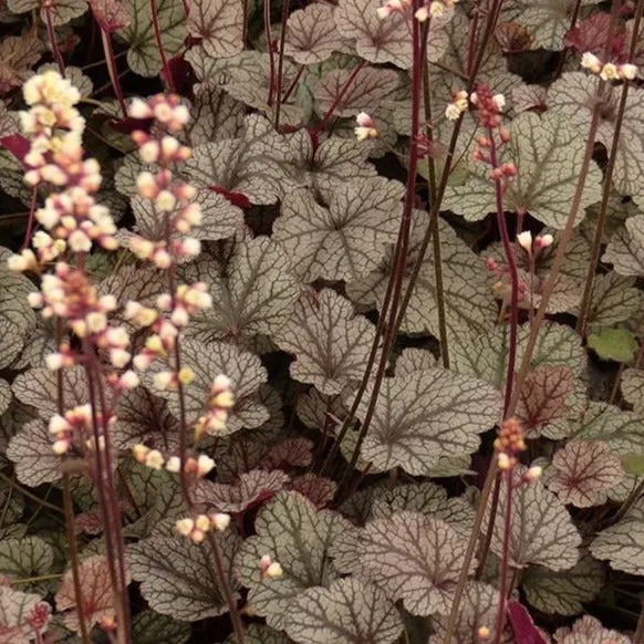 Silver Scrolls Coral Bells Heuchera